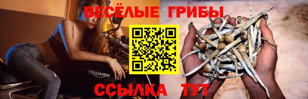 Псилоцибиновые грибы прущие грибы  Псилоцибиновые грибы Psilocybine cubensis  Сертолово  Вход с VPN 